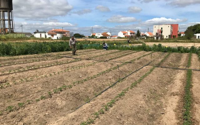 Ação de Serviço da Região de Santarém em colaboração com a Biostasia
