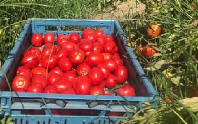 Ação de Serviço da Região de Santarém em colaboração com a Biostasia