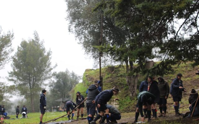 Tecoree